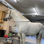 Innovative Equine Podiatry and Veterinary Services, PLLC