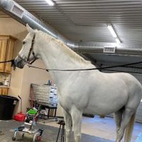 Innovative Equine Podiatry and Veterinary Services, PLLC ico