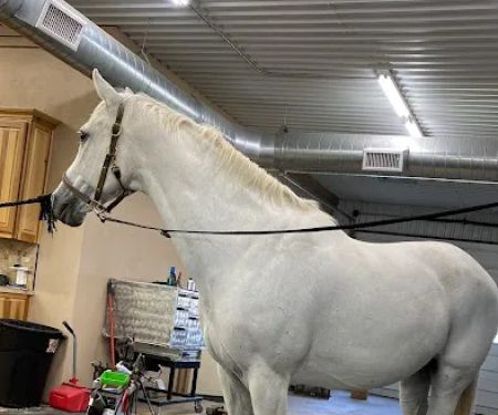 Innovative Equine Podiatry and Veterinary Services, PLLC