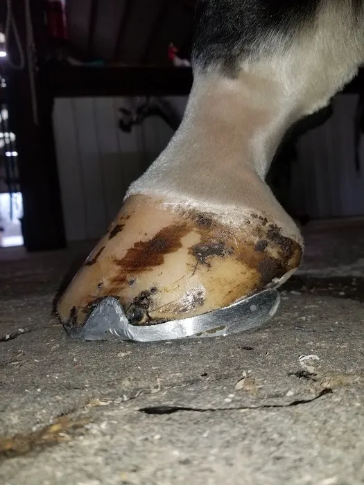 Innovative Equine Podiatry and Veterinary Services, PLLC Picture 5