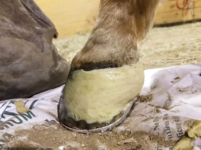 Innovative Equine Podiatry and Veterinary Services, PLLC Picture 6