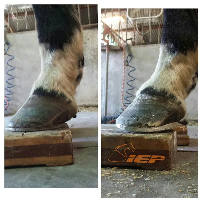 Innovative Equine Podiatry and Veterinary Services, PLLC Picture 4