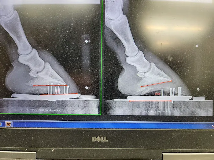 Innovative Equine Podiatry and Veterinary Services, PLLC Picture 7