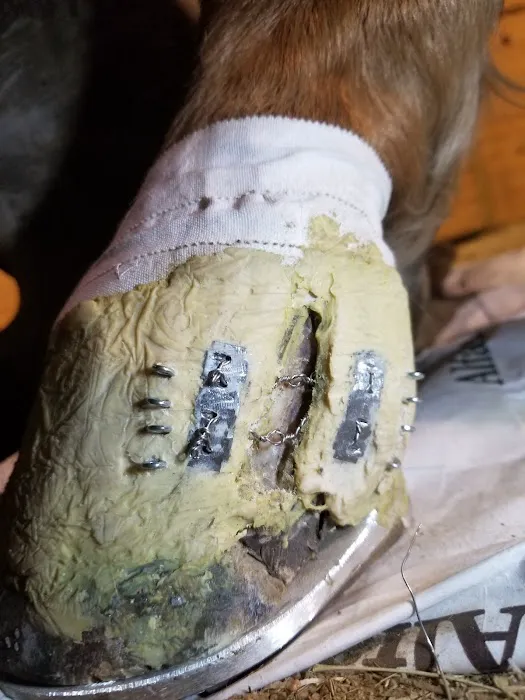 Innovative Equine Podiatry and Veterinary Services, PLLC Picture 8