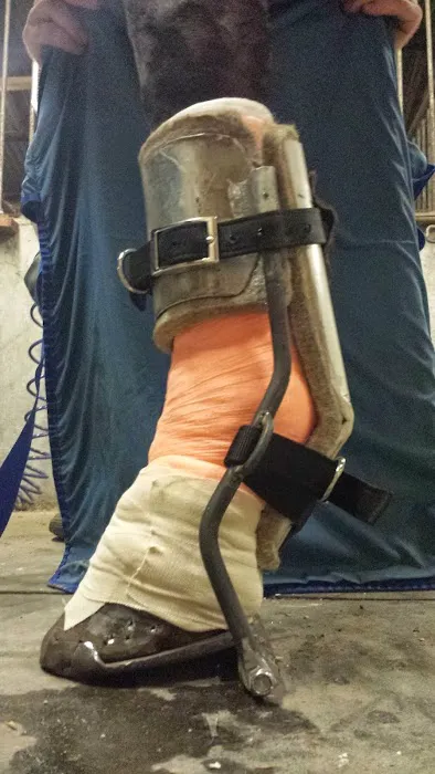 Innovative Equine Podiatry and Veterinary Services, PLLC Picture 9