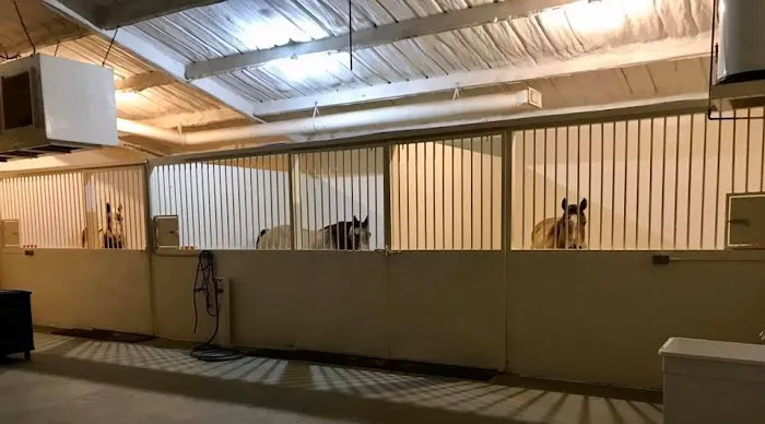 Equanimity Equine Internal Medicine Picture 6