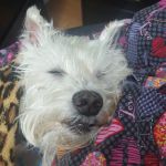All About Pets Animal Hospital