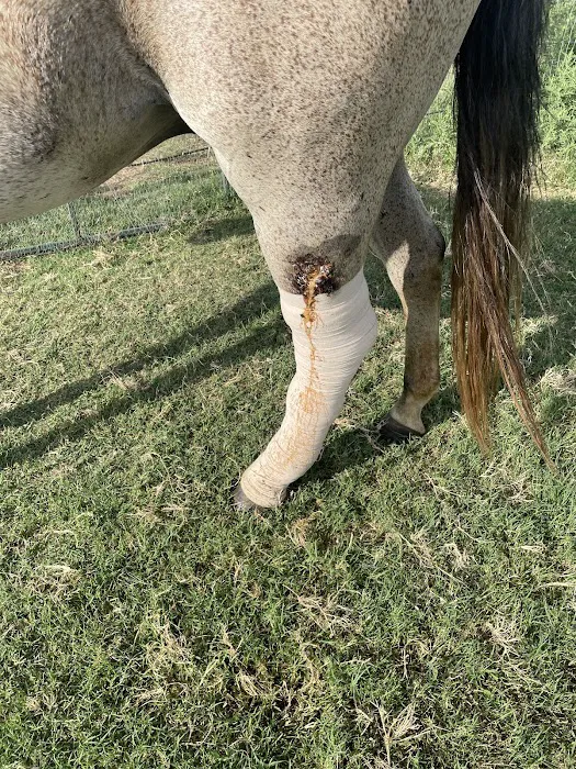 Three Oaks Equine Clinic Picture 1