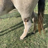 Three Oaks Equine Clinic ico