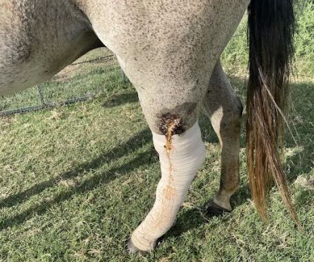 Three Oaks Equine Clinic