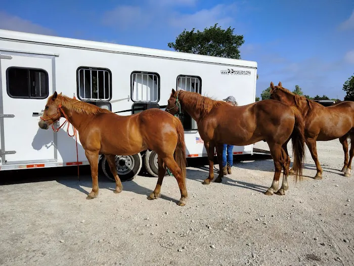 Premier Equine Veterinary Services Picture 3