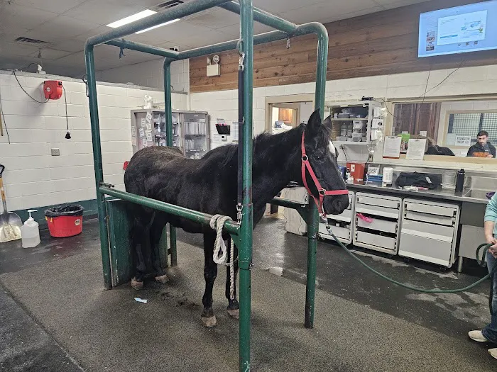 Equine Sports Medicine & Surgery Picture 1