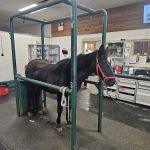 Equine Sports Medicine & Surgery