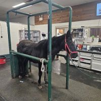 Equine Sports Medicine & Surgery ico