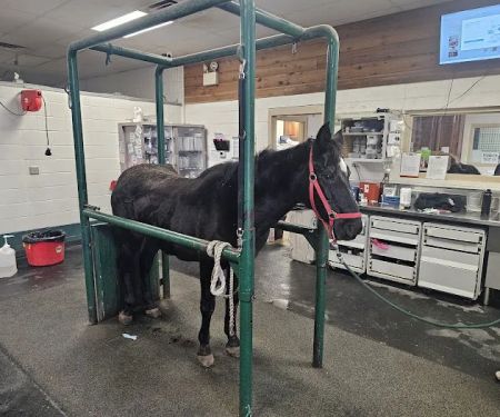 Equine Sports Medicine & Surgery