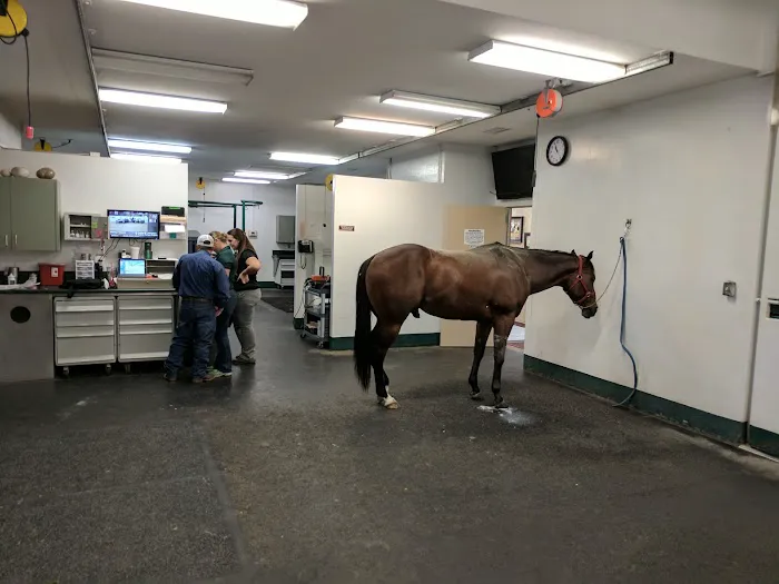 Equine Sports Medicine & Surgery Picture 4