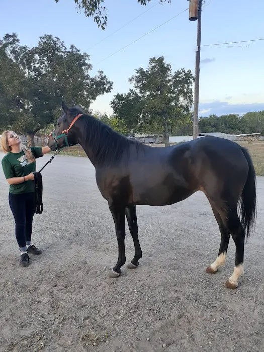 Equine Sports Medicine & Surgery Picture 9