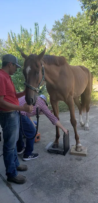 Equine Sports Medicine & Surgery Picture 10