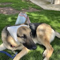 Ables Animal Hospital ico