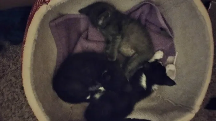 Plumcreek Animal Clinic Picture 1