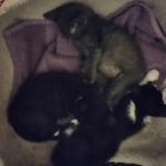 Plumcreek Animal Clinic