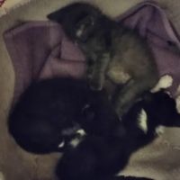Plumcreek Animal Clinic ico