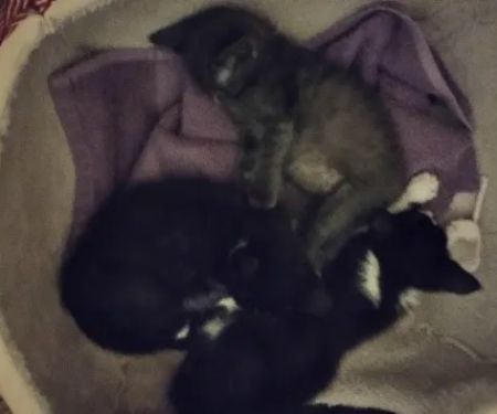 Plumcreek Animal Clinic