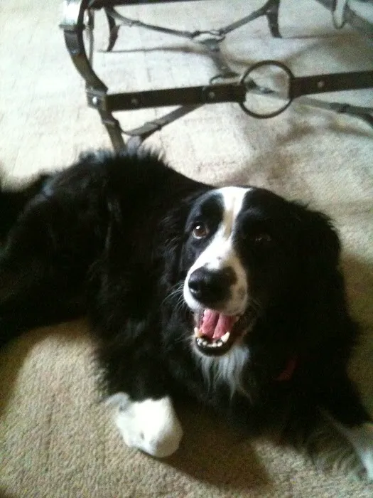 Plumcreek Animal Clinic Picture 2