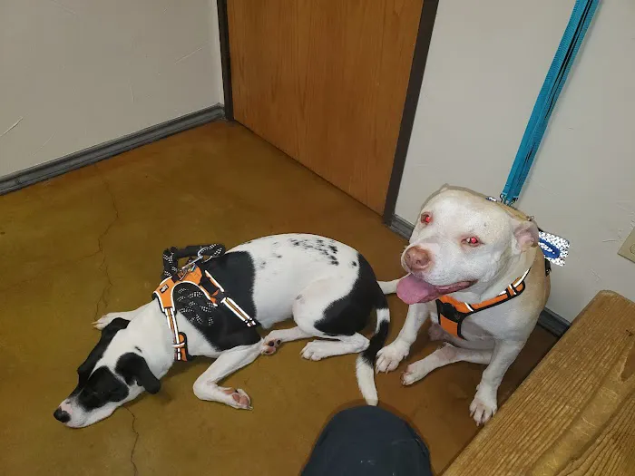 Pet Western Animal Hospital Picture 1
