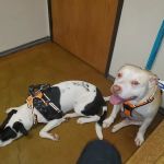 Pet Western Animal Hospital