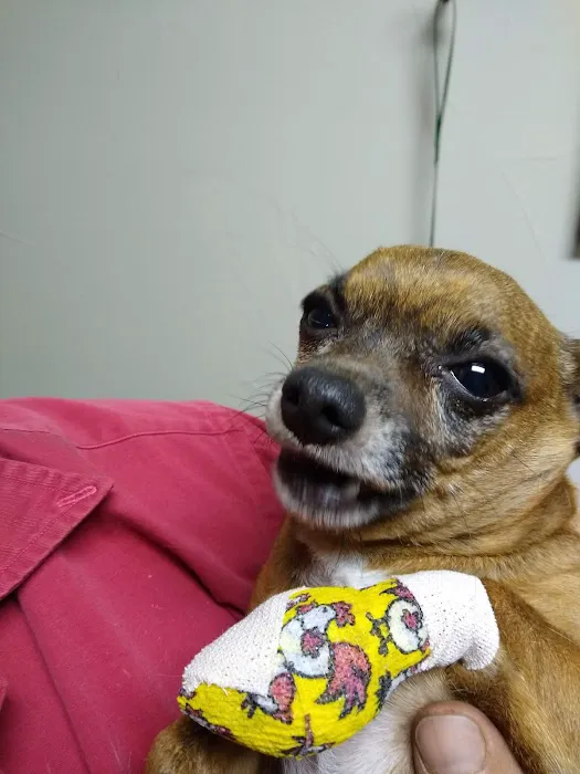 Pet Western Animal Hospital Picture 7