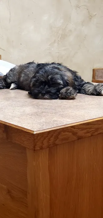 Pet Western Animal Hospital Picture 6