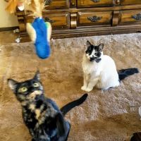 Palo Pinto Veterinary Clinic ico