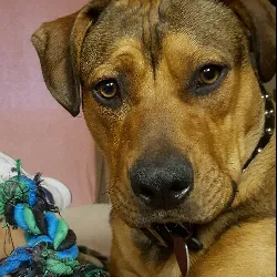 Brazos Animal Hospital Picture 1