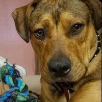 Brazos Animal Hospital ico
