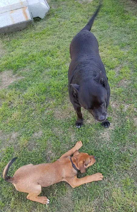 Brazos Animal Hospital Picture 2