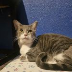 Millsap Veterinary Clinic