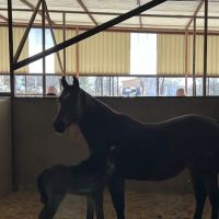 Reata Equine Hospital ico