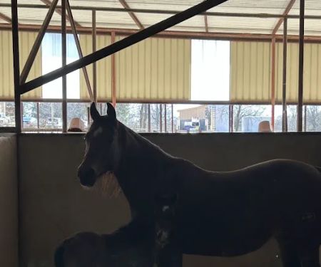 Reata Equine Hospital