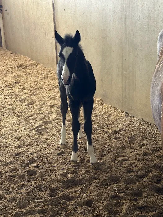 Reata Equine Hospital Picture 2