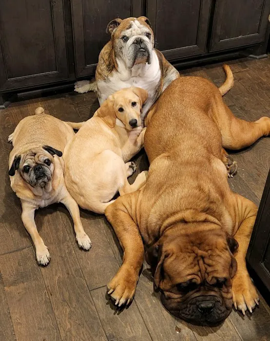 Wise County Animal Clinic Inc Picture 1