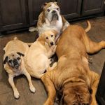 Wise County Animal Clinic Inc