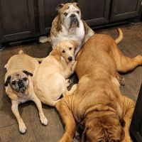 Wise County Animal Clinic Inc ico