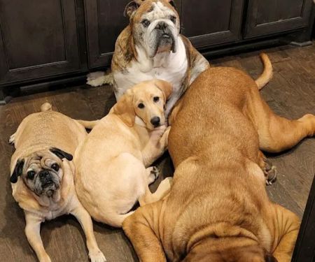 Wise County Animal Clinic Inc