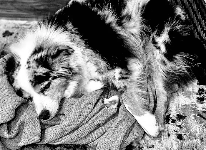 Wise County Animal Clinic Inc Picture 7