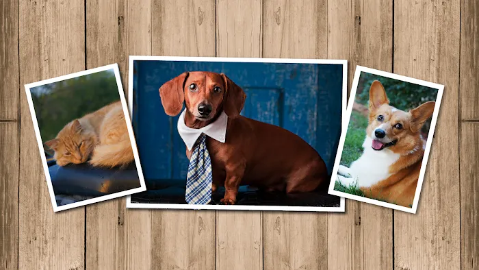Wise County Animal Clinic Inc Picture 10