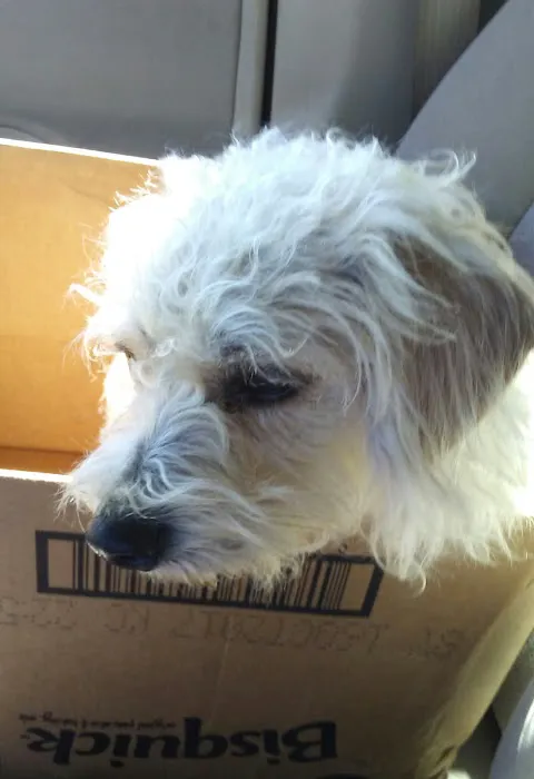 Pet Health Center LLC Picture 1