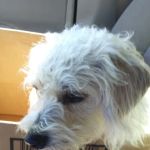 Pet Health Center LLC