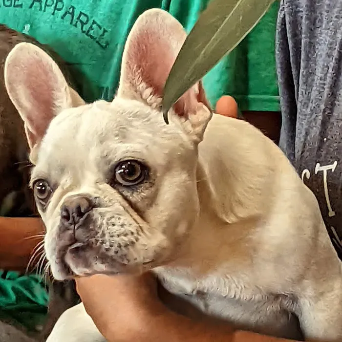 Pet Health Center LLC Picture 4