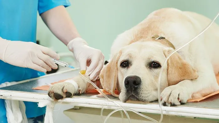 Pet Health Center LLC Picture 9